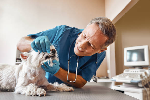 Best Emergency Tooth Extraction  in East Village, CT